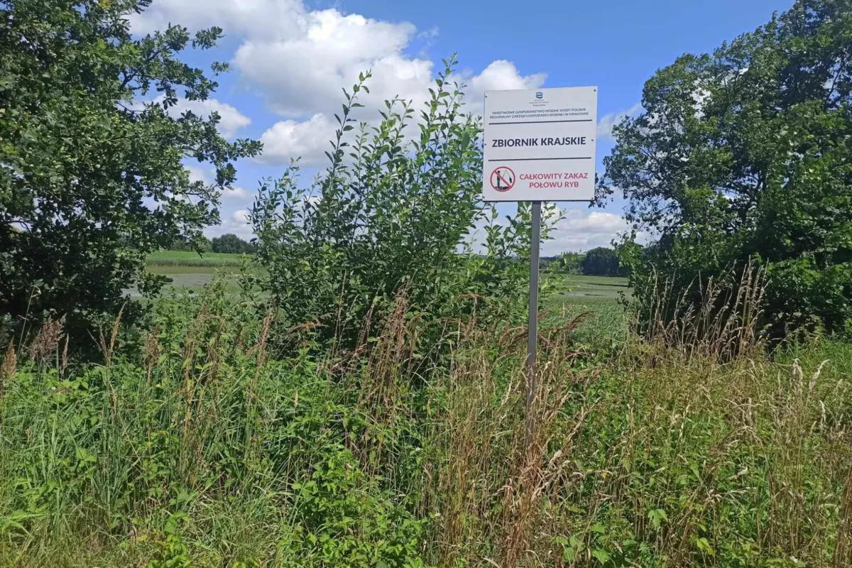 Kotewka dusi ryby w zbiorniku Krajskie. Wędkarze: znów może dojść do katastrofy ekologicznej
