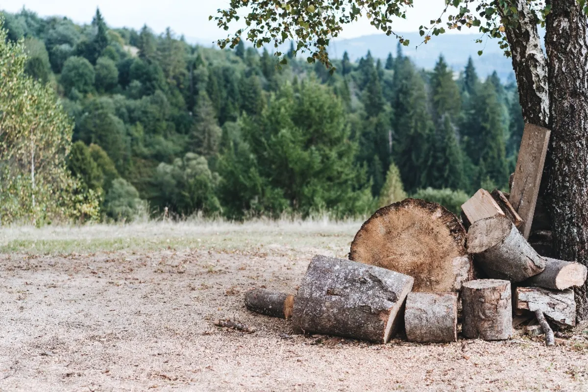  Tajemnica zaklęta w drewnie – spotkanie z Anną Święcicką-Kujawiak 