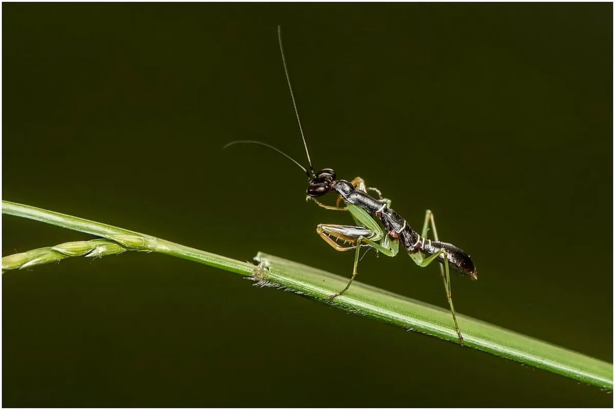 Wśród  owadów , czyli spotkanie z entomologiem