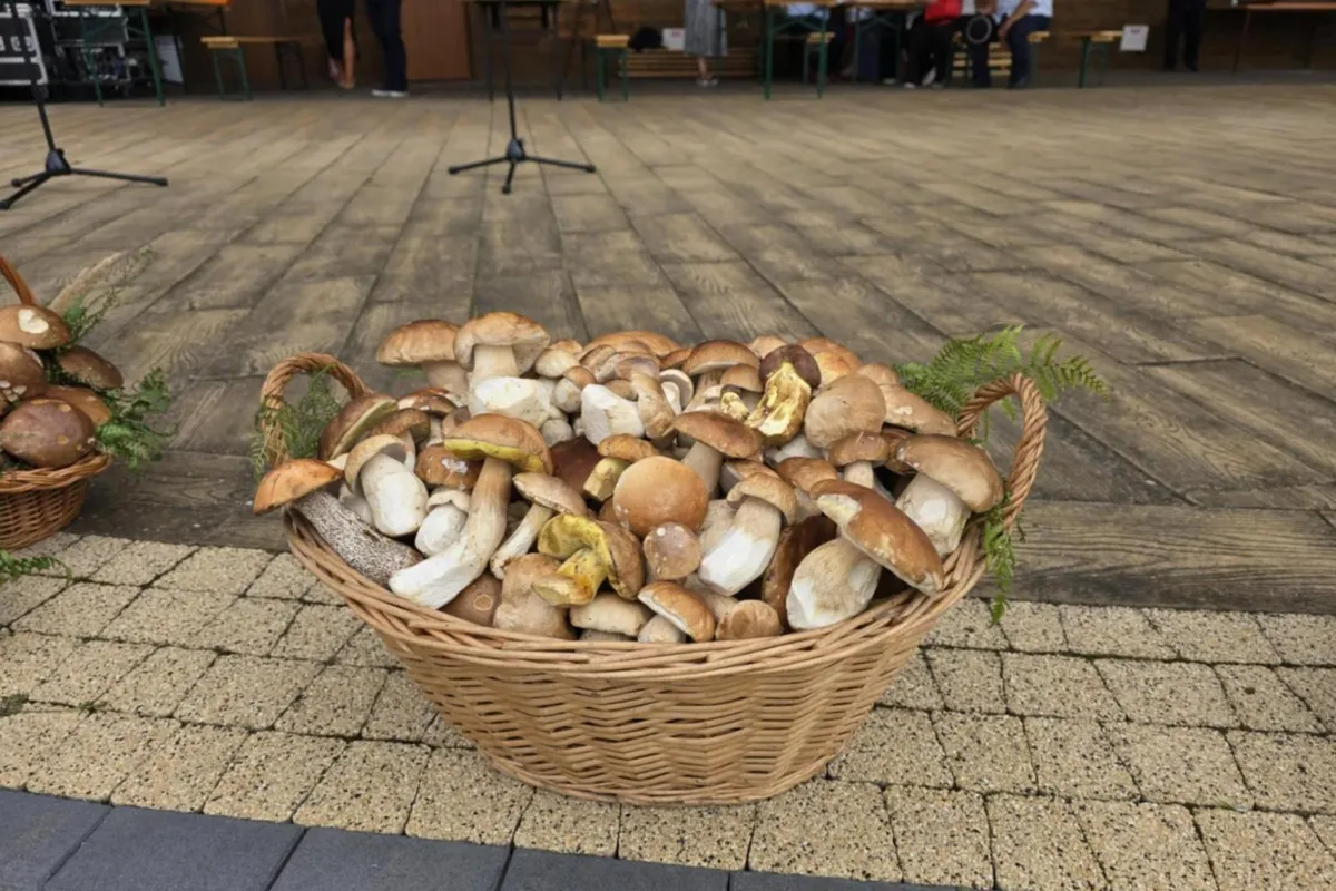Mniam, mniam! Borzęcin poszedł na grzyby, a potem zorganizował święto