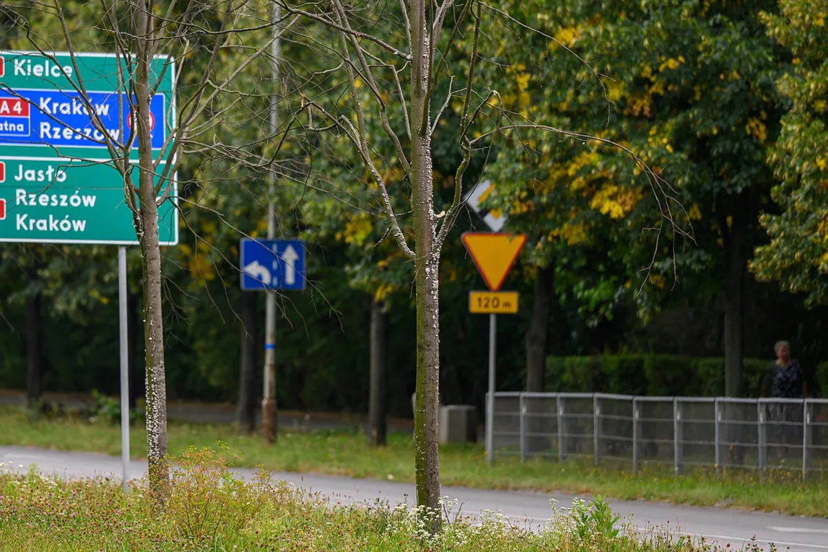 Tarnów: lipy za 10 tysięcy sztuka… uschły. Kto je teraz usunie?