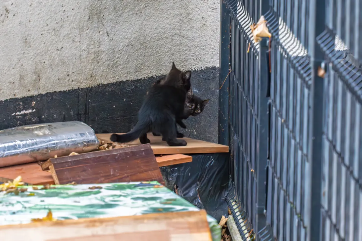 Kocia strefa w Krynicy - tu zwierzaki są bezpieczne i dokarmiane