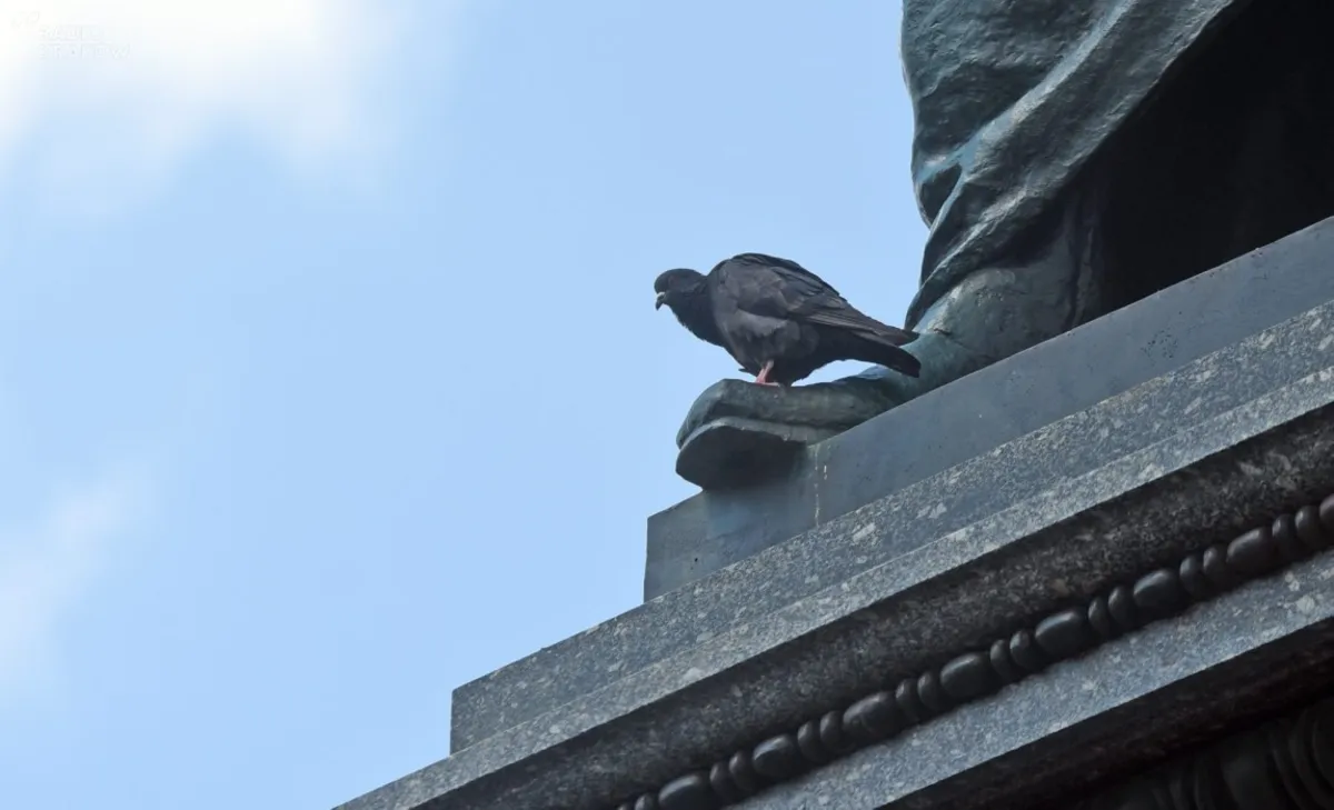 Odstraszacz gołębi na jednym z osiedli – uciążliwy, nieefektywny i… nielegalny