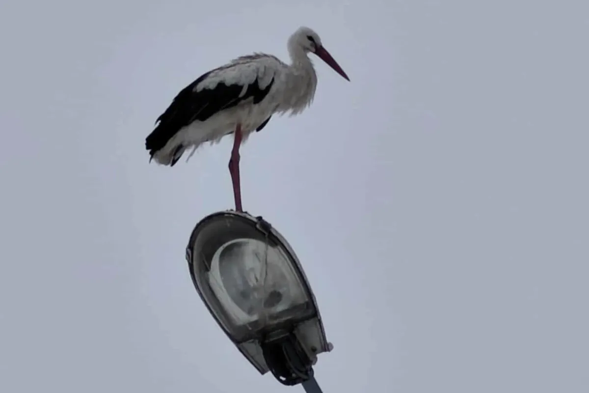 Mimo zimy, w regionie tarnowskim wciąż są bociany. "Takie przypadki się zdarzają"