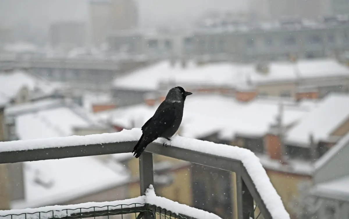 Po krótkim ociepleniu znów zima. Spadek temperatur i śnieg