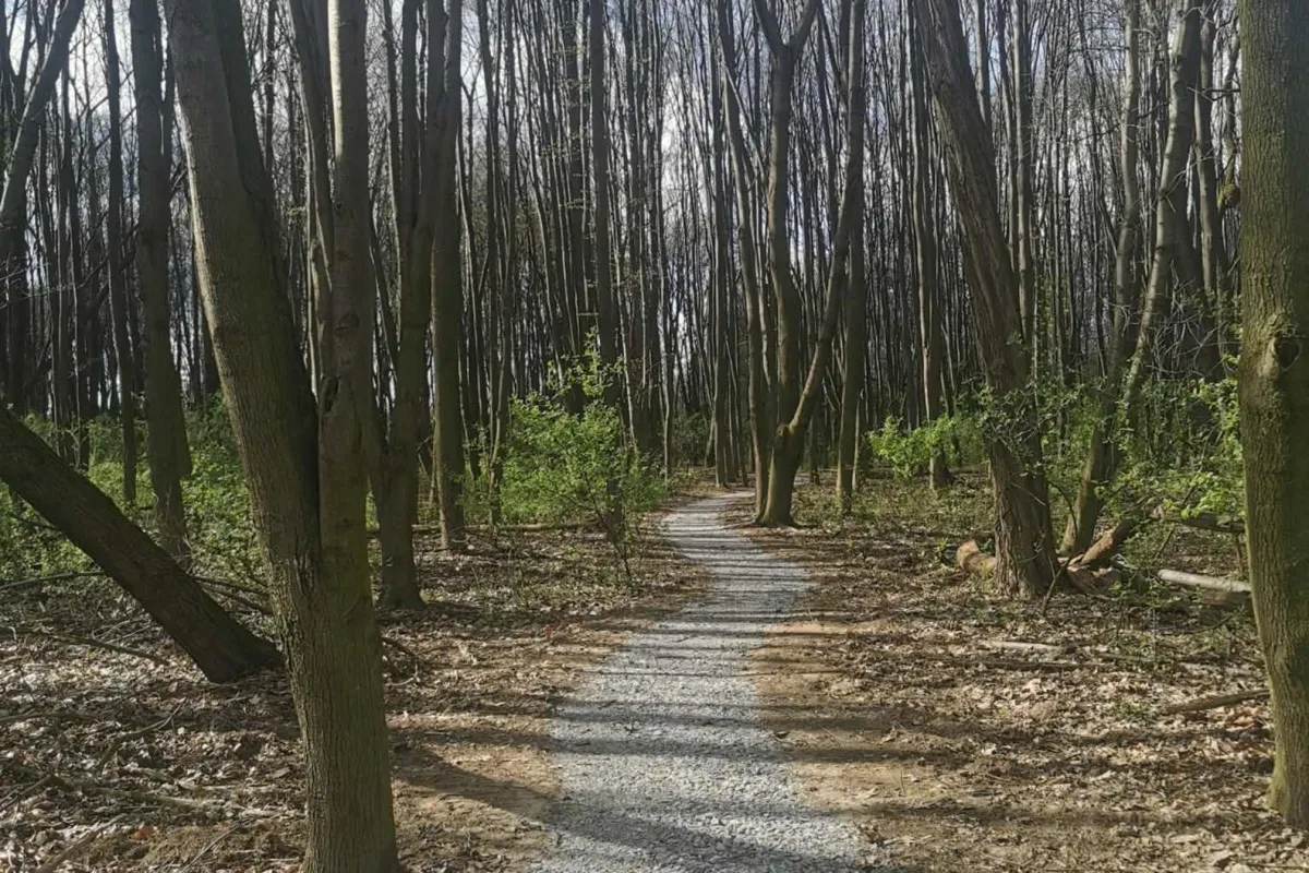 Nowy park kieszonkowy w Tarnowie. Lasek Chyszowski zmienia się dla mieszkańców 