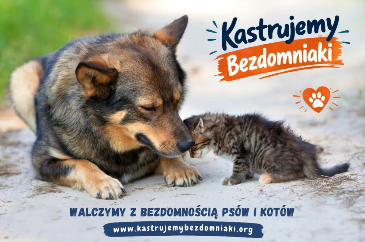 Pomóż nam ograniczyć bezdomność zwierząt! Dołącz do akcji „Kastrujemy Bezdomniaki”!