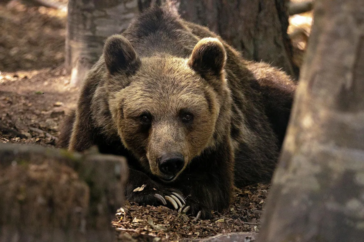 Piwniczna ostrzega: uwaga na niedźwiedzie spacerujące po mieście