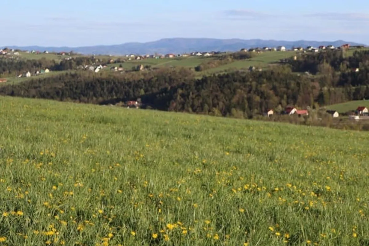 Gmina chce zlikwidować farmę fotowoltaiczną. Owce i kozy będą lepsze?