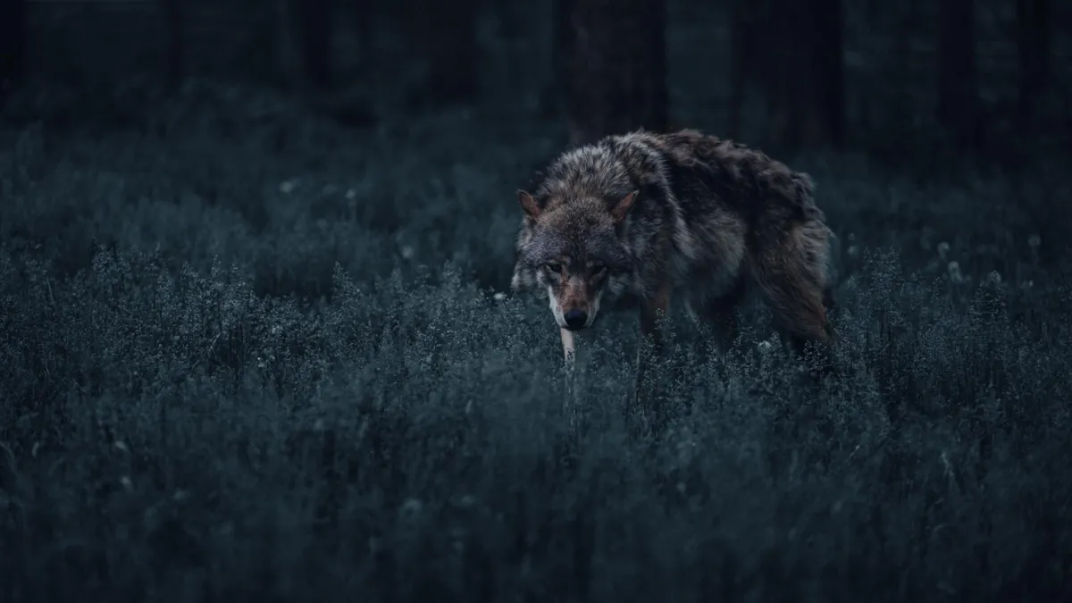 Ile naprawdę jest wilków i niedźwiedzi? Ruszają badania na polsko-słowackim pograniczu
