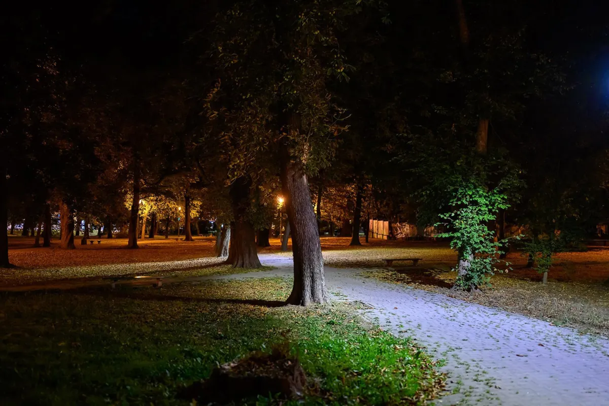 Remont plant w Tarnowie budzi kontrowersje. Ornitolodzy chcą chronić gawrony