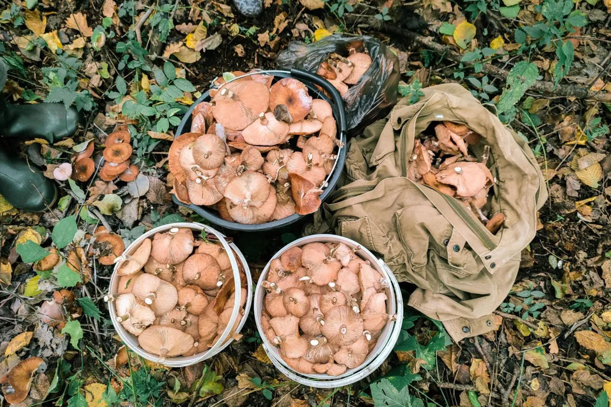 Zostań klasyfikatorem grzybów. Specjalistyczny kurs w Słopnicach
