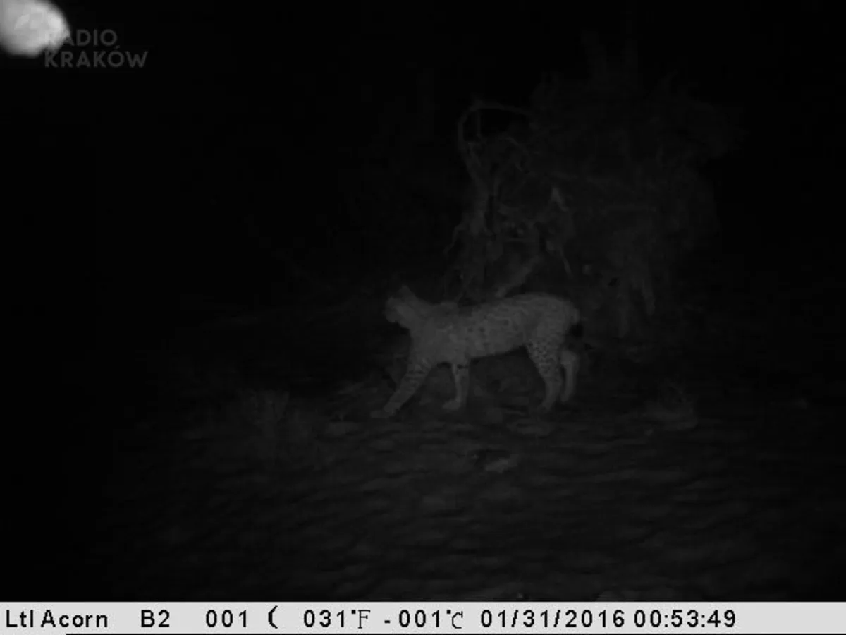 W Babiogórskim Parku Narodowym są rysie! Jeden został złapany w fotopułapkę