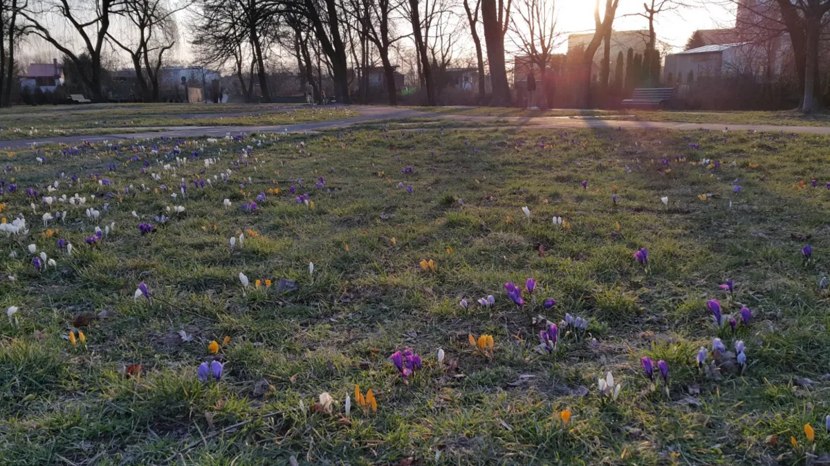 Krokusowa wiosna w parku im. St. Wyspiańskiego