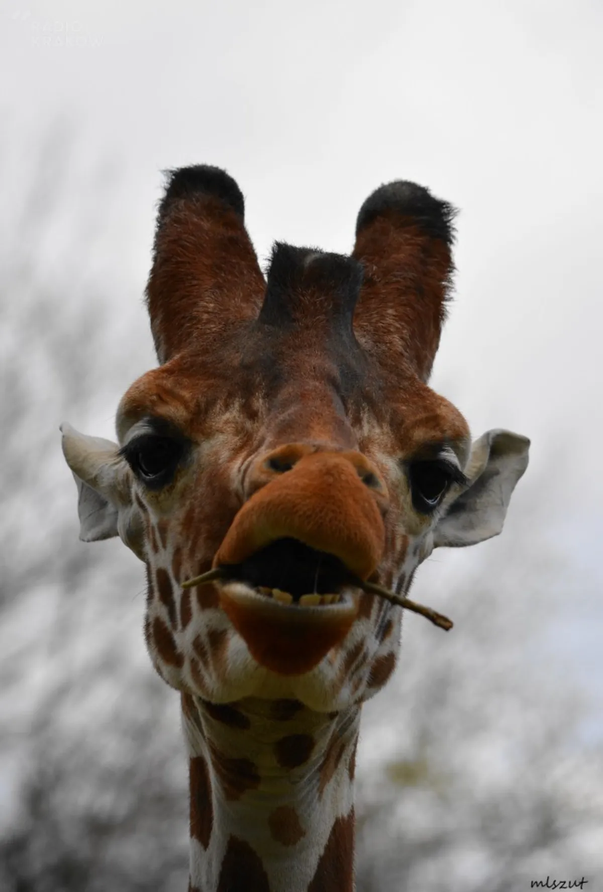 W krakowskim zoo