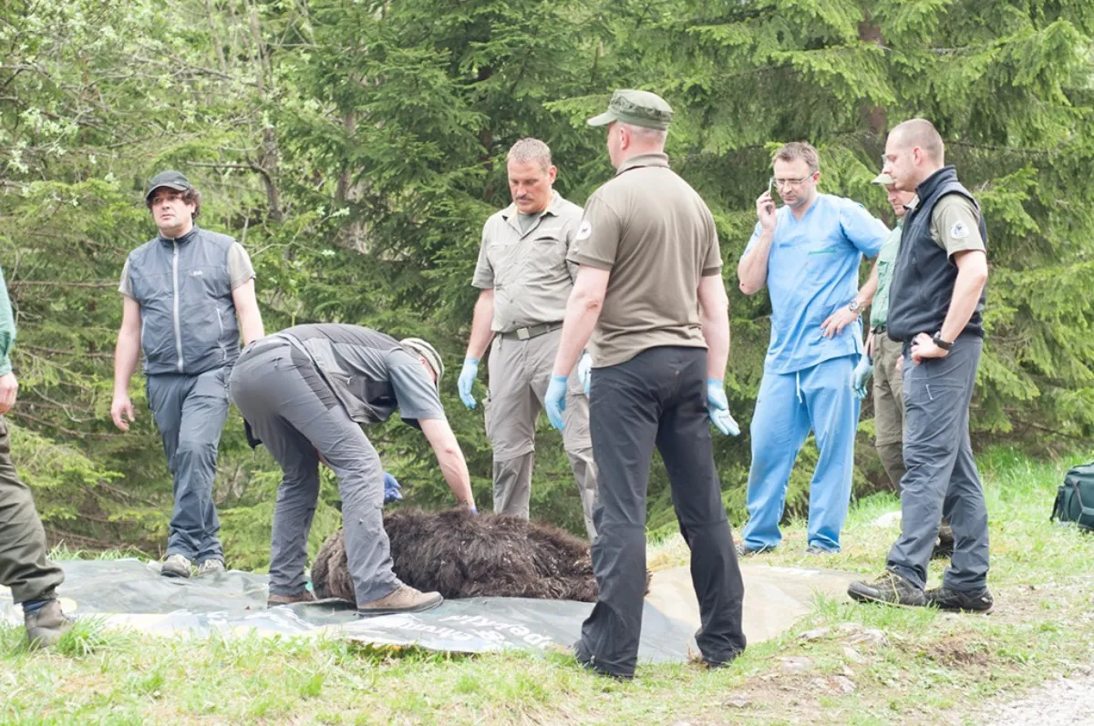Najstarszy tatrzański niedźwiedź