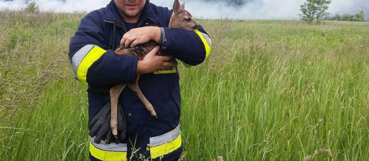 Strażacy z Grojca koło Alwerni uratowali małą sarnę