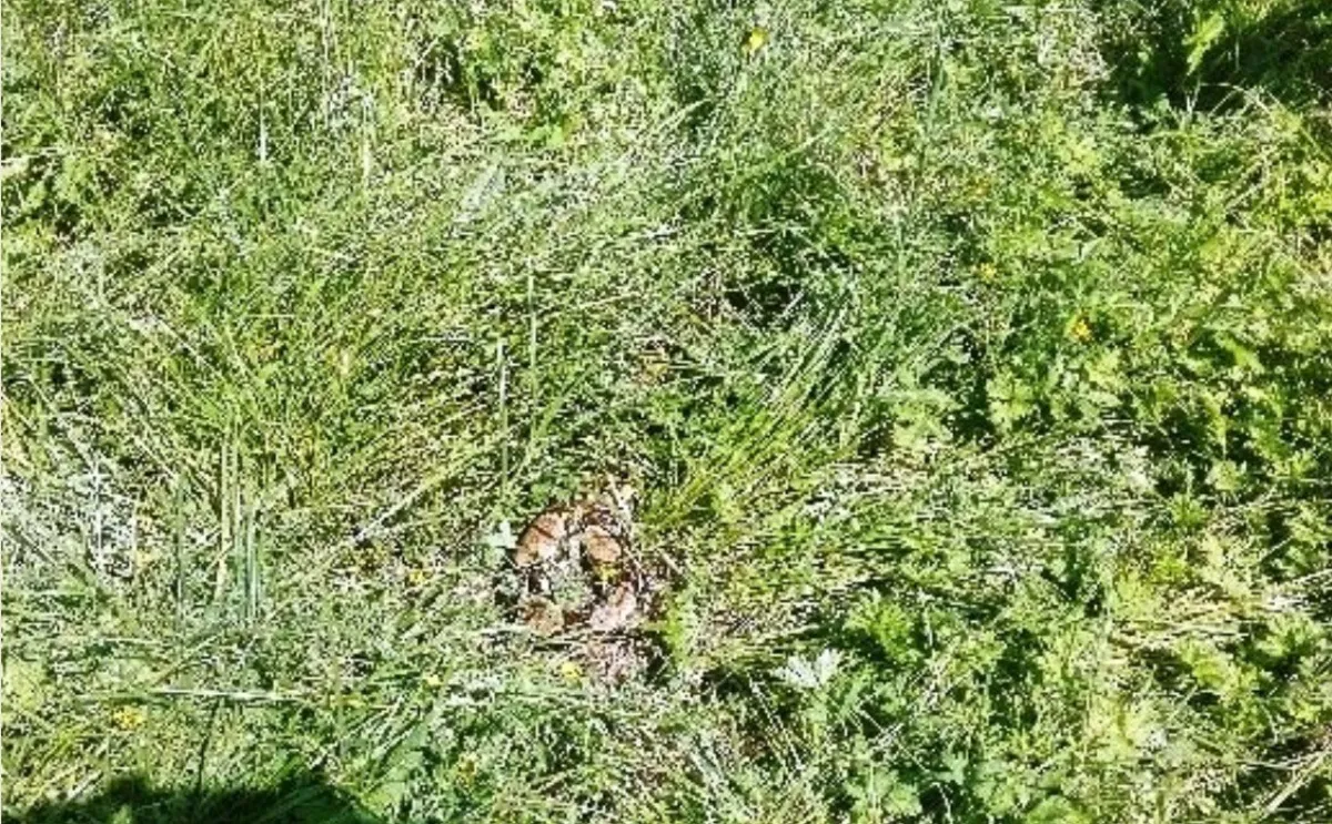 Dzielnicowi znaleźli węża boa, który wydostał się z terrarium