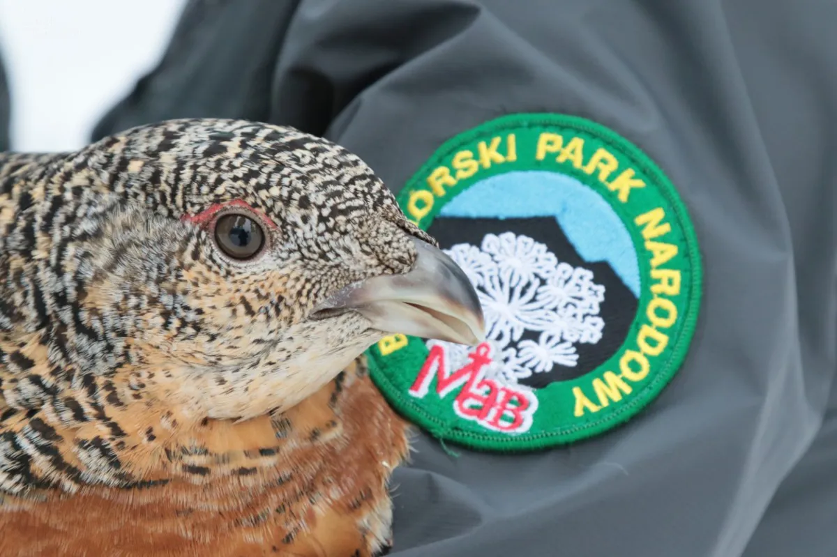 Babiogórski Park Narodowy istnieje już od 60 lat 