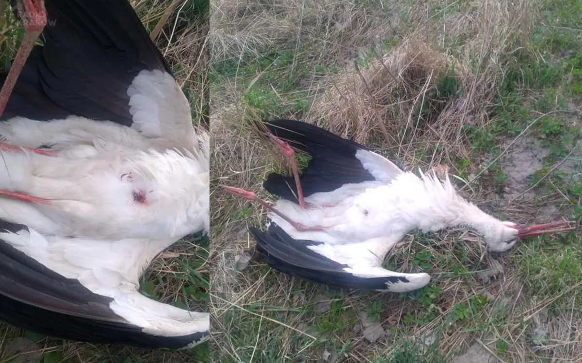 Kto zabił bociana? Policja w Chrzanowie zajęła się sprawą martwego ptaka znalezionego na polu 