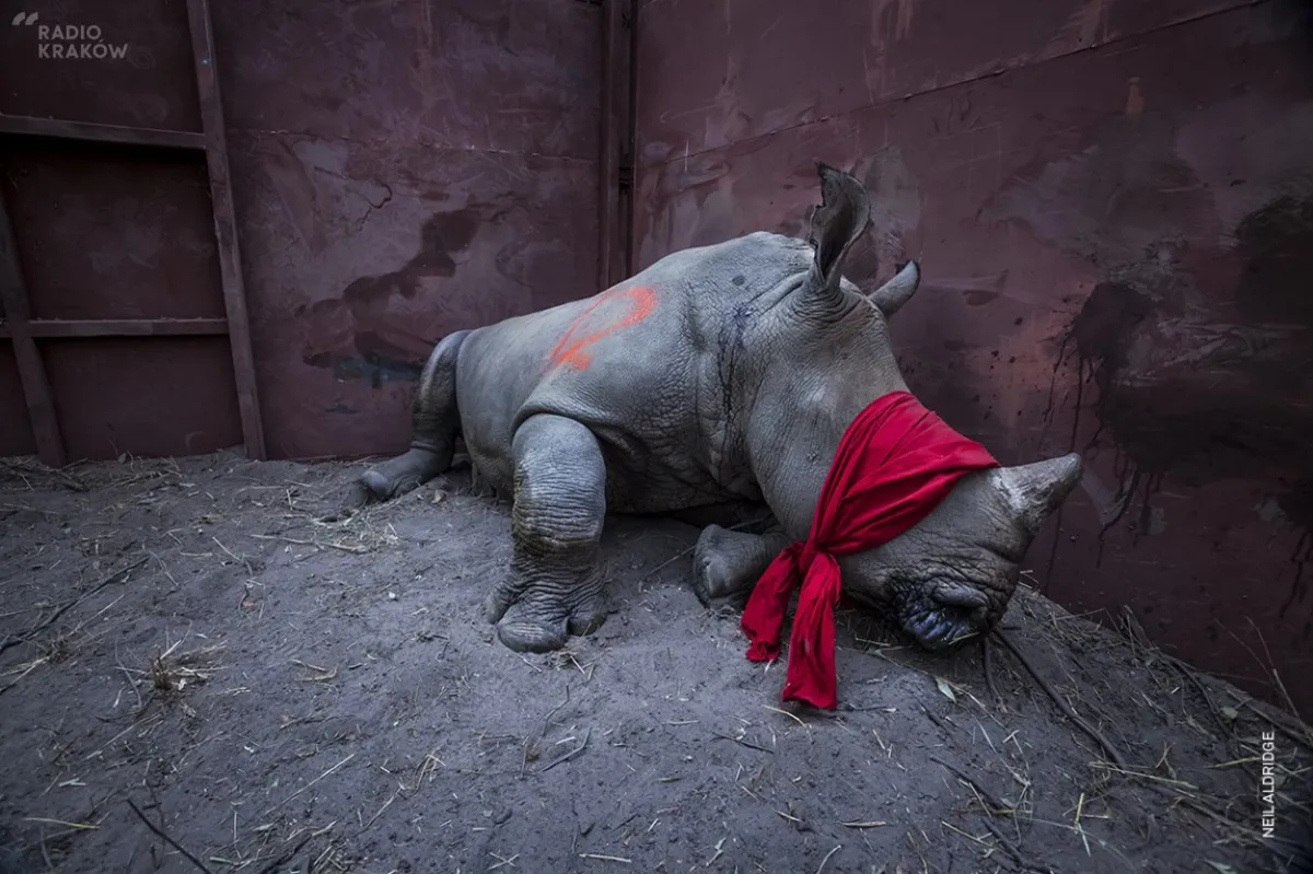 Finał polskiej wystawy World Press Photo w Nowohuckim Centrum Kultury