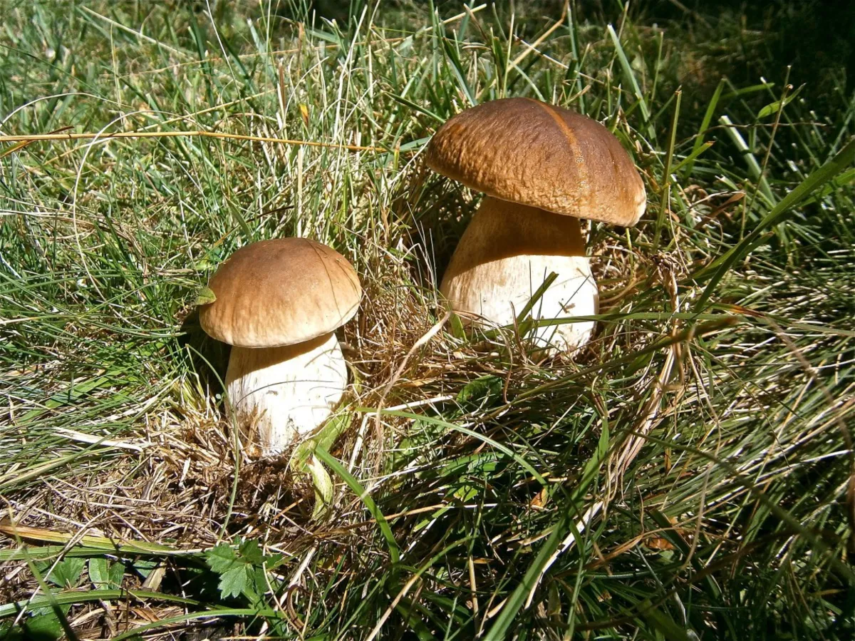 W beskidzkich lasach można już znaleźć borowiki