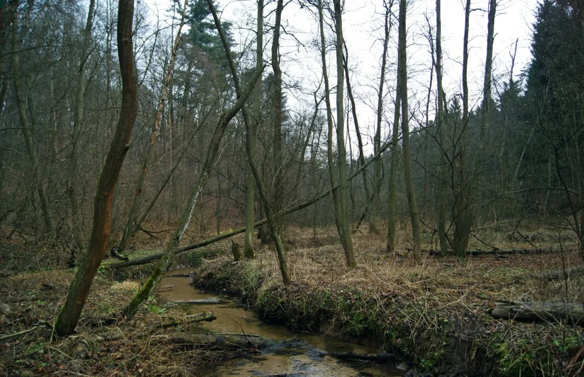 Przez Rudniański Park Krajobrazowy płynie ściek