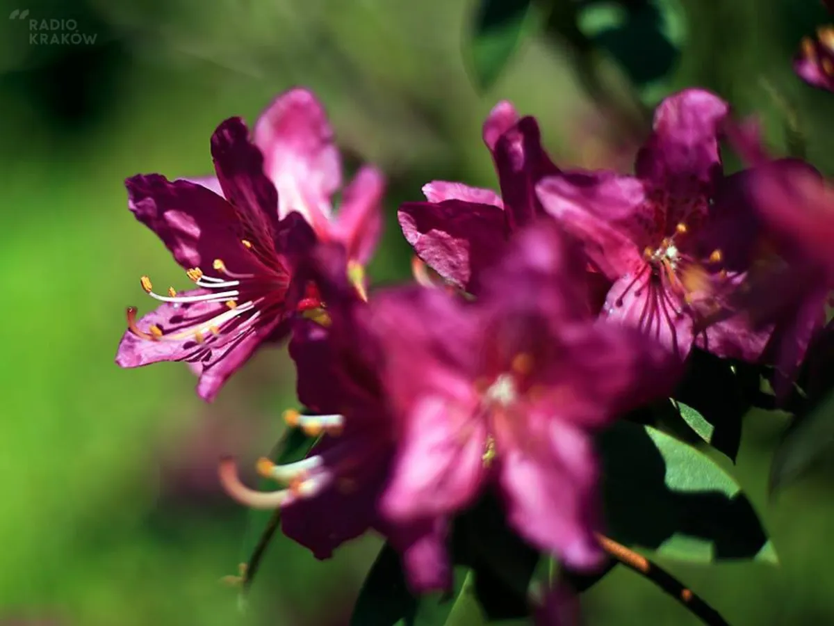 Wiosenna feeria barw w krakowskim Ogrodzie Botanicznym