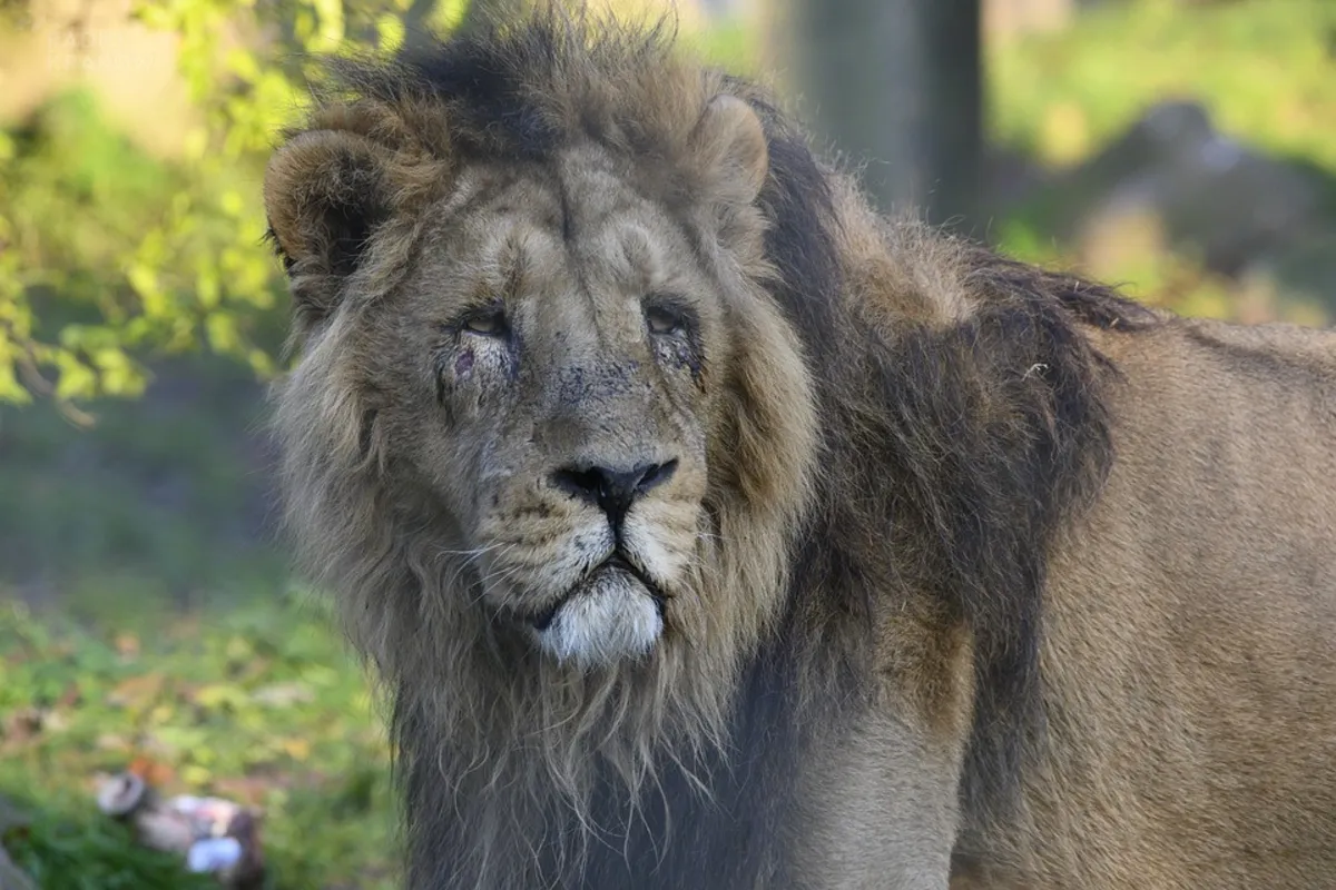 Chrońmy Ginące Gatunki - do akcji włącza się krakowskie ZOO
