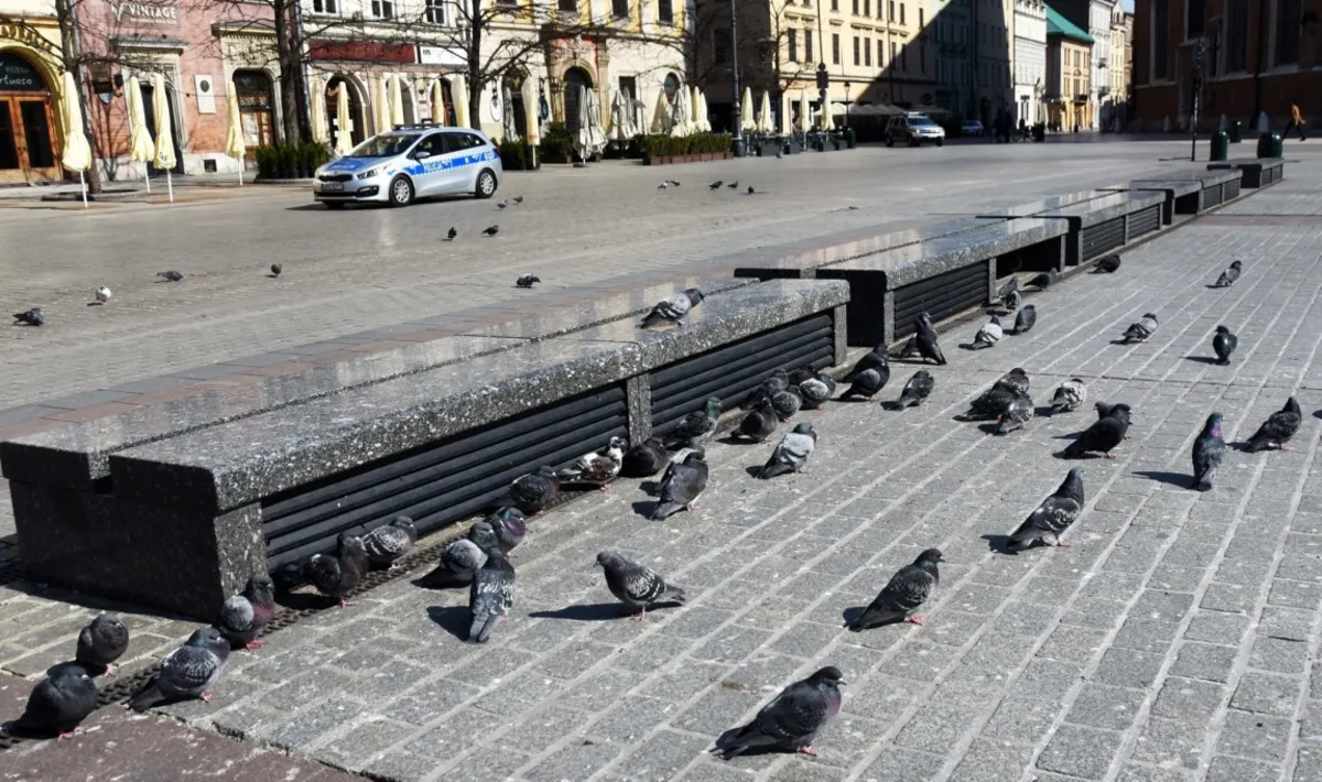 Inspektorzy Towarzystwa Opieki nad Zwierzętami dokarmiają gołębie z krakowskiego Rynku