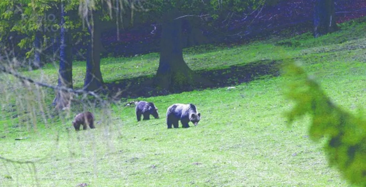 Przyrodnicy bronią wilków i niedźwiedzi