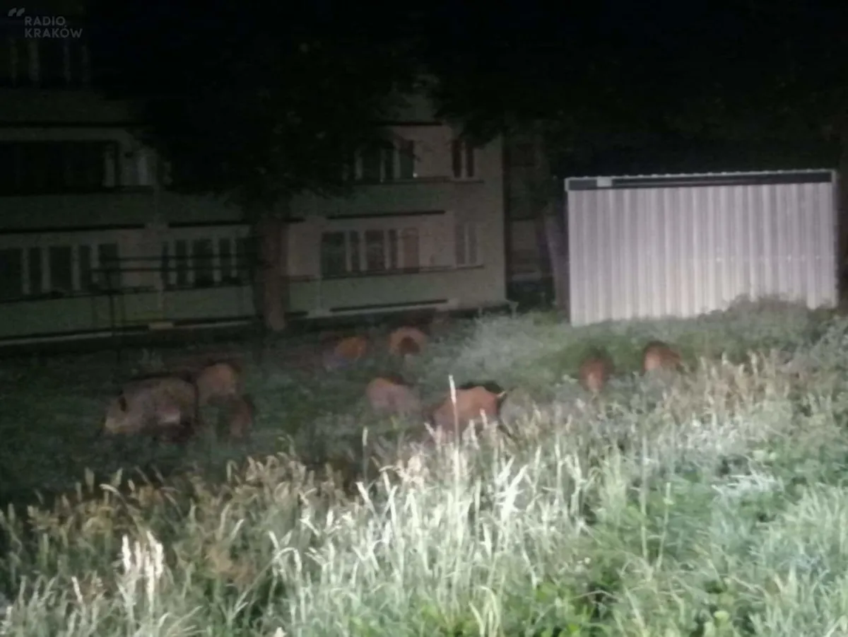 W ten weekend rozpoczyna się dodatkowy odstrzał dzików w Chrzanowie