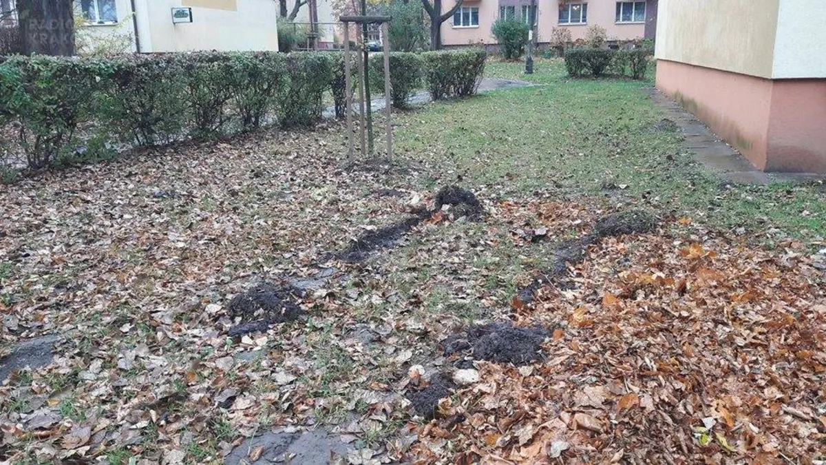 Wzgórza Krzesławickie po Wszystkich Świętych: zamiast skwerów i zieleńców są błotne grzęzawiska