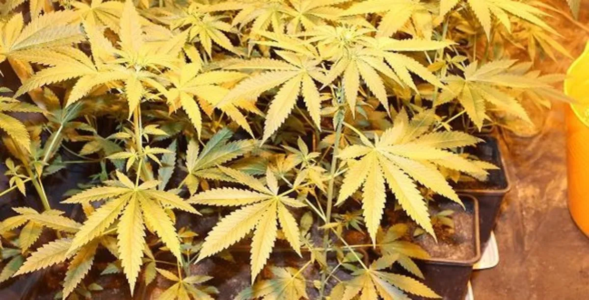 Plantacja konopii w podkrakowskich Wołowicach