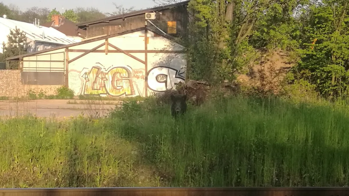 Przy ulicy Kamiennej w Krakowie rezydują dziki