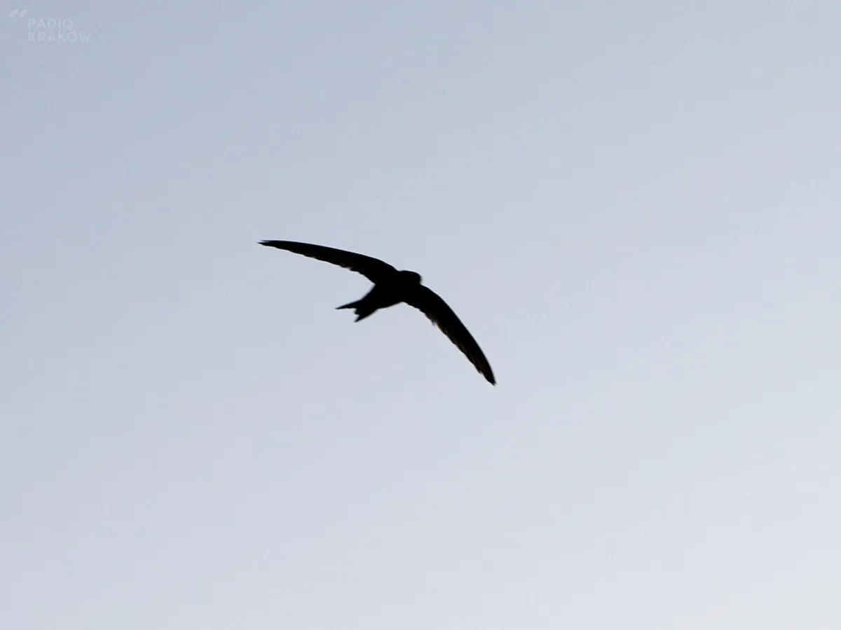W Wadowicach pojawi się sto budek dla jerzyków