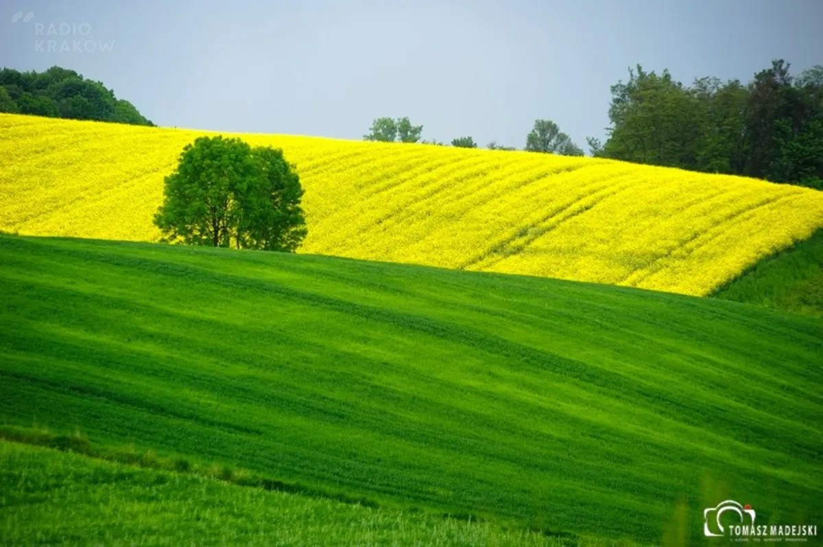Małopolskie krajobrazy z rzepakiem