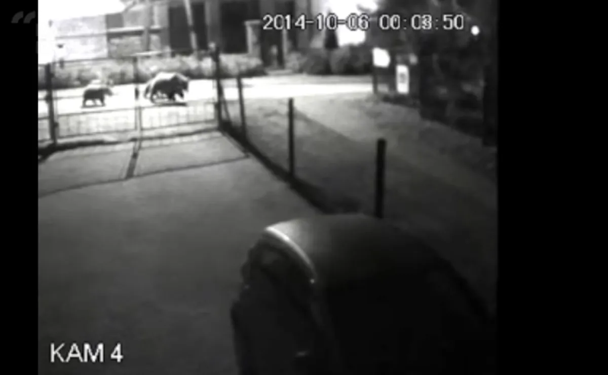 Na ulicach Zakopanego grasowały niedźwiedzie. FILM