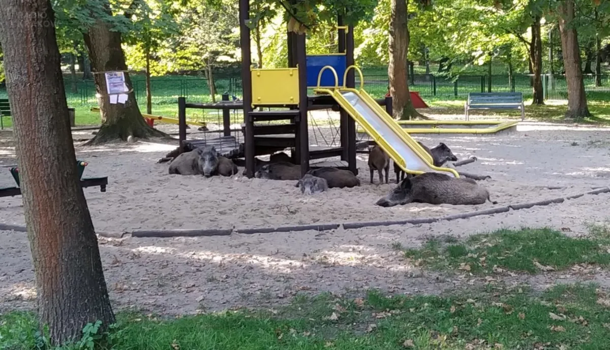 Krakowski plac zabaw odwiedziły... dziki
