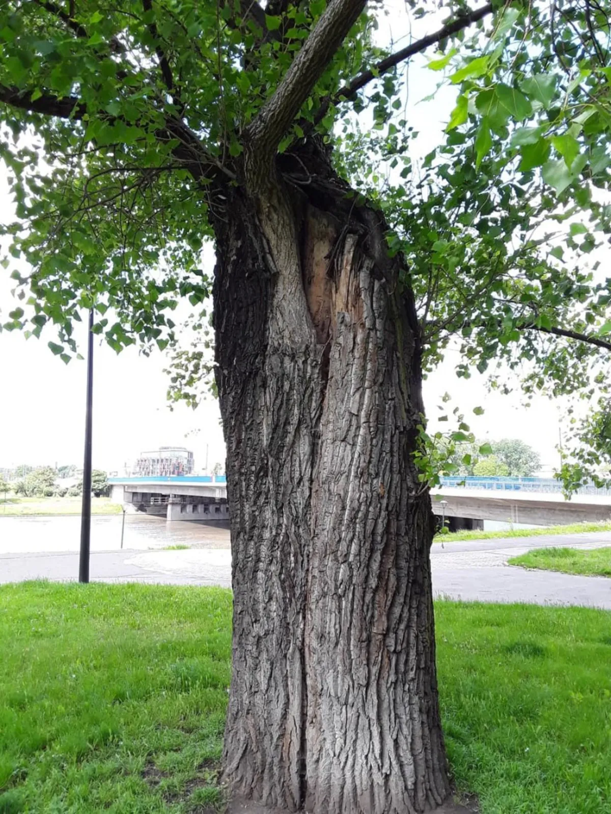 Miasto wycięło drzewa na bulwarach wiślanych w Krakowie, mieszkańcy palą w tych miejscach znicze