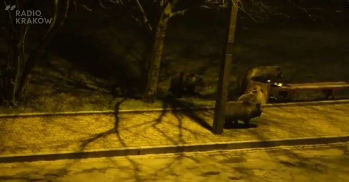 Tatrzańskie misie w poszukiwaniu jedzenia przywędrowały do Zakopanego