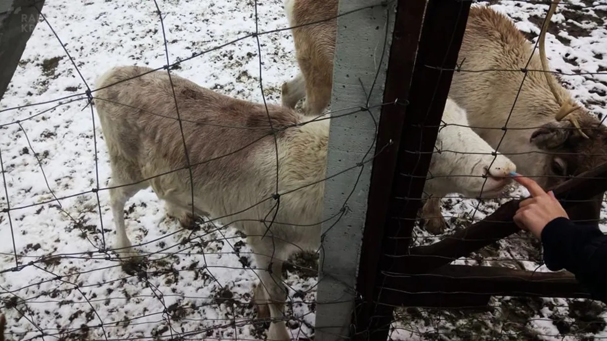 Zwierzęta, które przebywały w Mini-Zoo w Więciórce koło Myślenic