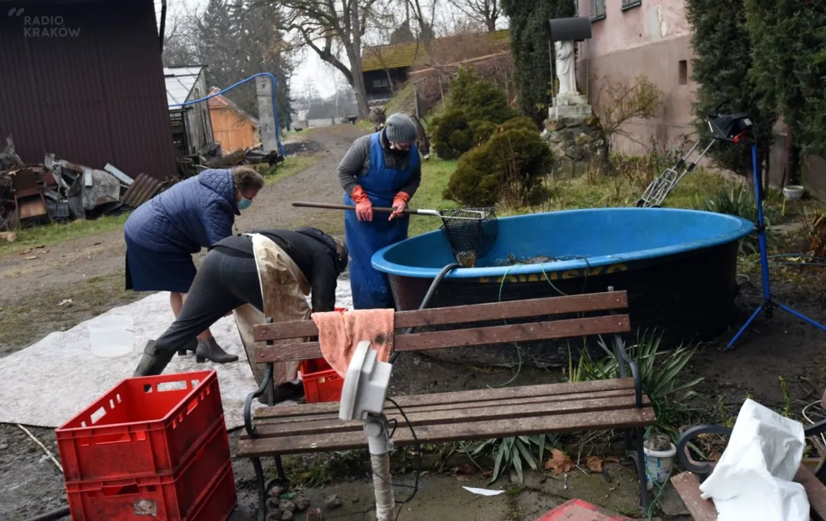 Karp królewski do kupienia u Benedyktynek w podkrakowskich Staniątkach