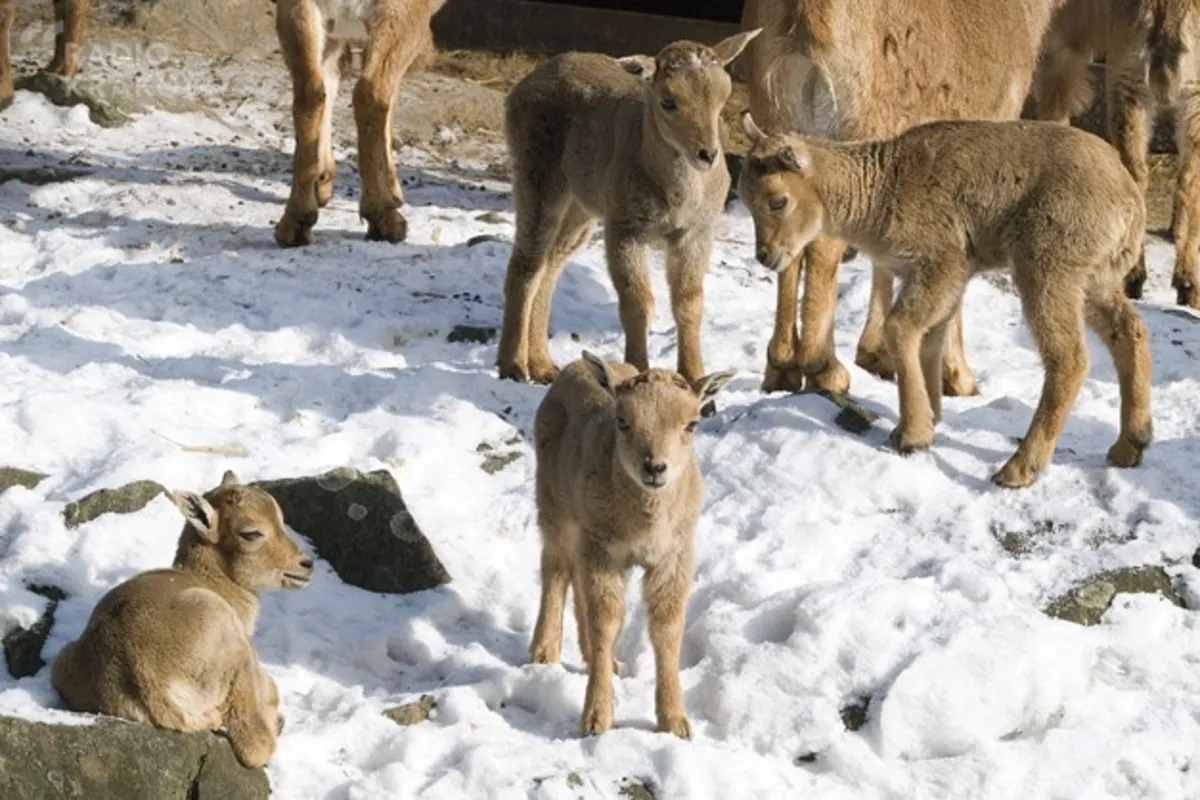 Krakowskie ZOO zaprasza w czasie ferii