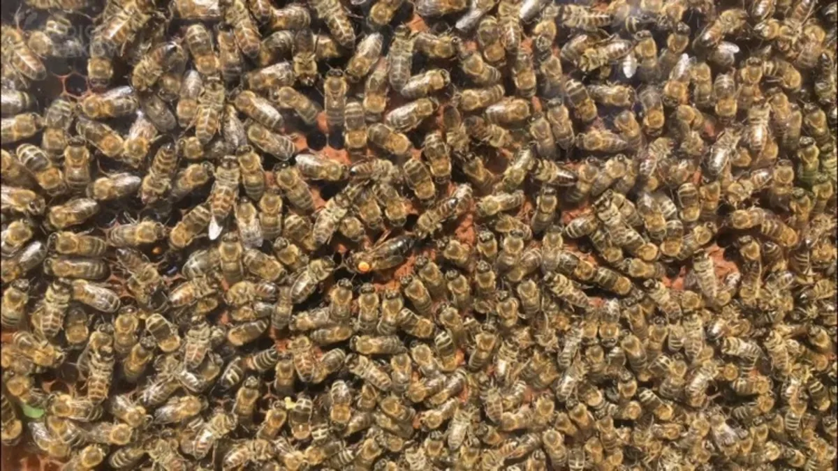 Aplikacja na smartfona ułatwi życie pszczelarzom