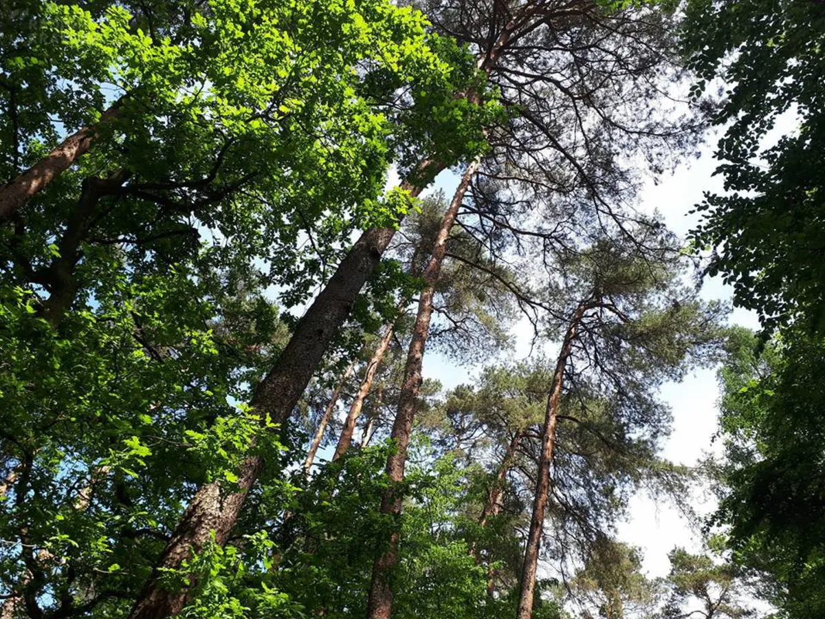 Majowa Puszcza Niepołomicka