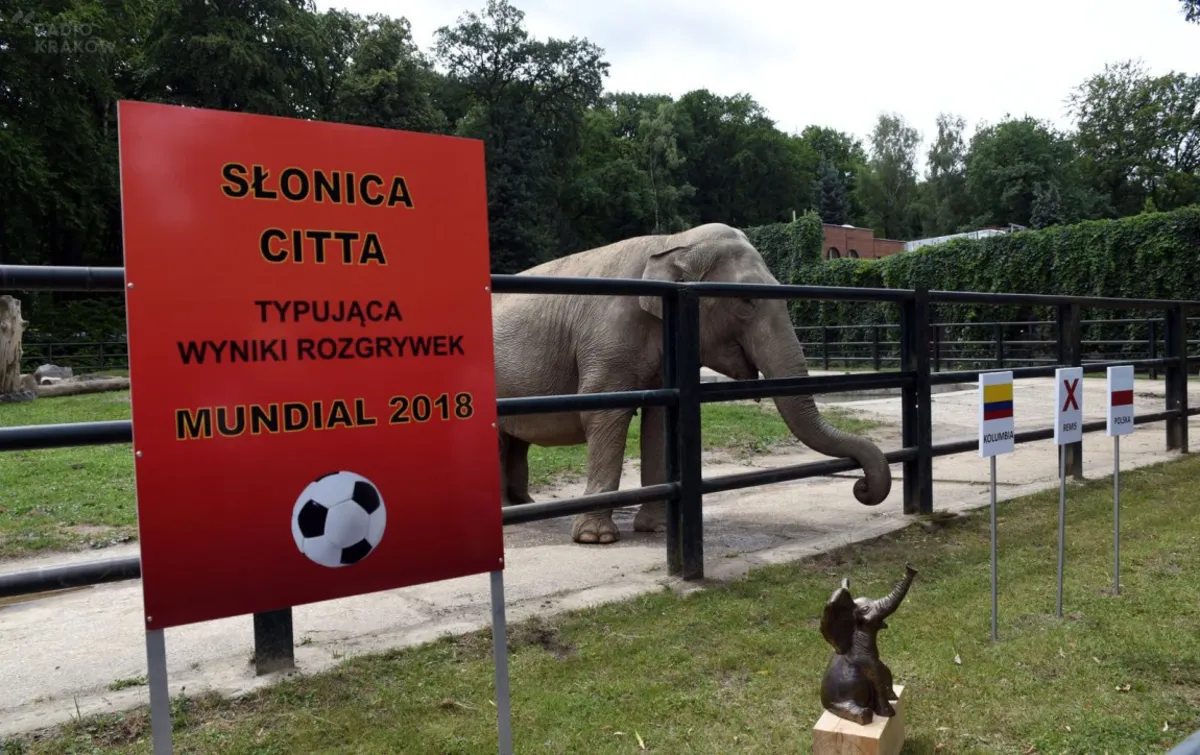 Citta znowu się pomyli? Według jej wyboru Polska przegra z Kolumbią