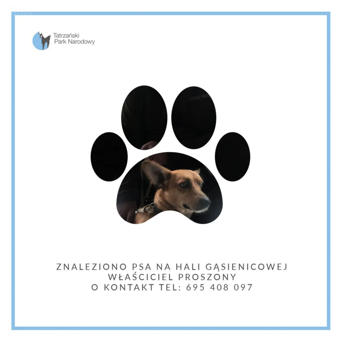 Piesek błąkający się po Hali Gąsienicowej ma już nowy dom