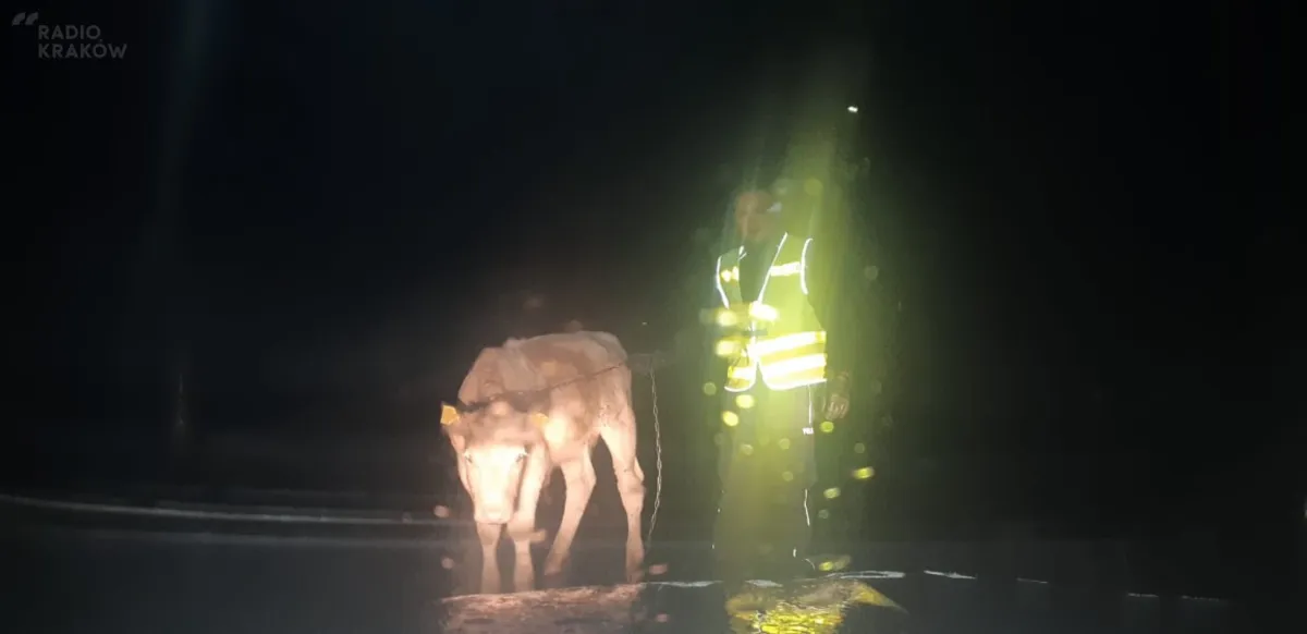 Nietypowa akcja policjantów na Podhalu. W środku nocy szukali właściciela... byczka