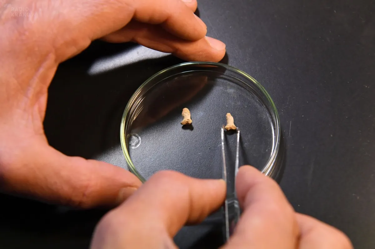 Kości neandertalskiego dziecka  z Jaskini Ciemnej 
